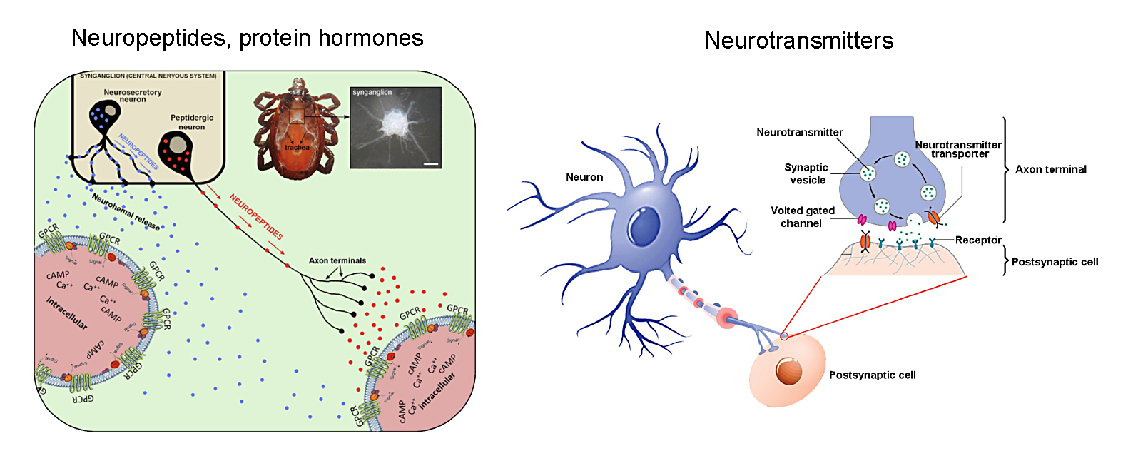 Neuropeptides and neurotransmitters and their roles in tick physiology